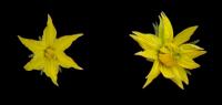 Representative Flower of Wild-Type (WT) and Eno Mutant Plants