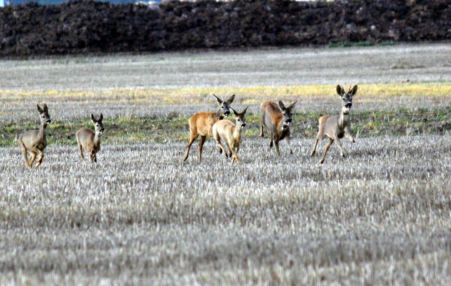 A Group of Fleeing Roe Deer