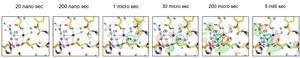 Dynamic structures of the oxygen-evolving center of Photosystem II following two flashes excitation.