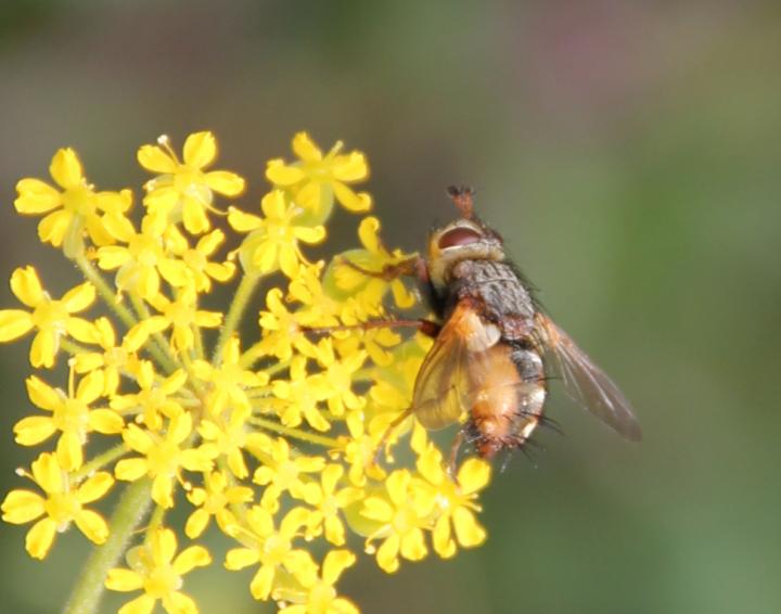 Insect on Flower