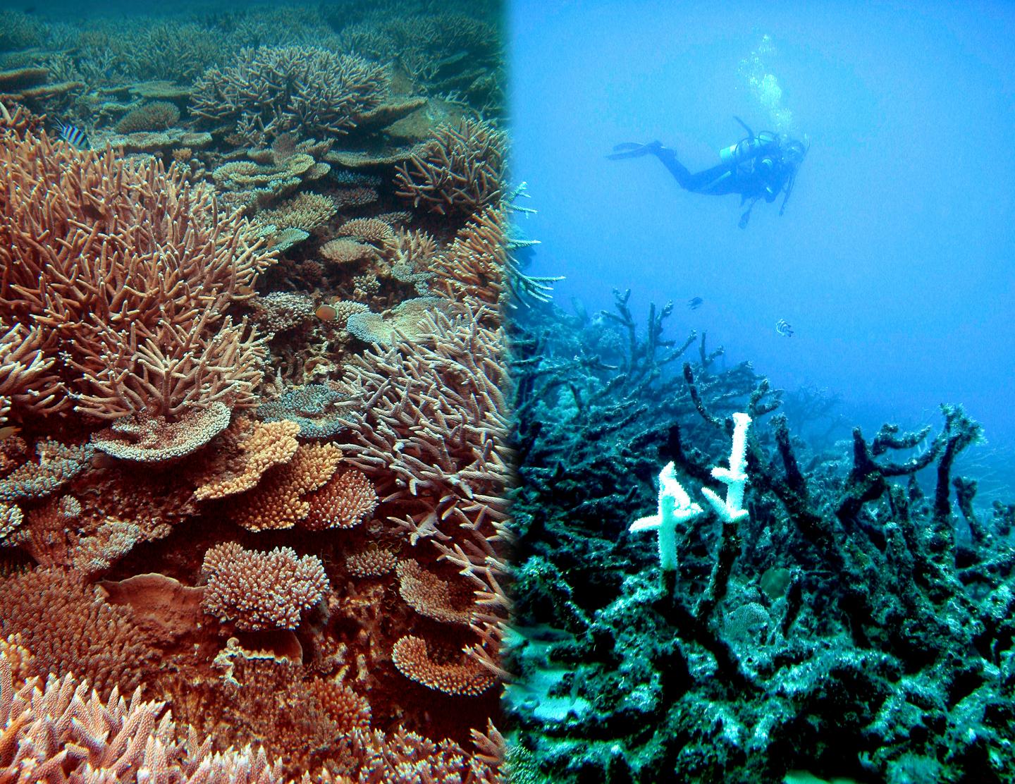 Healthy and Degraded Coral Reefs