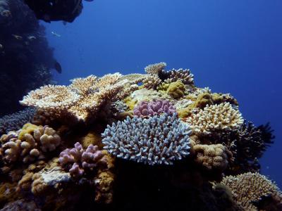 Under Climate Change, Winners and Losers on the Coral Reef