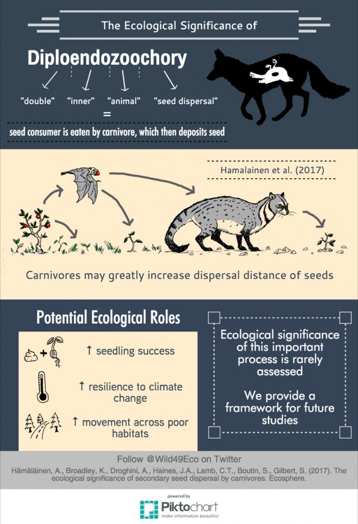 Infographic: Predatory-Assisted Secondary Seed Dispersal