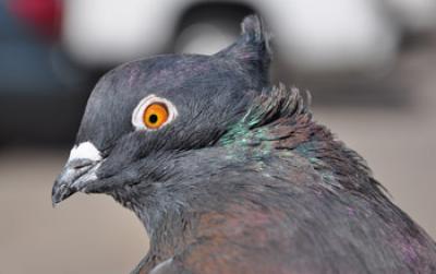 An Indian Fantail with a Head Crest Called a Peak Crest