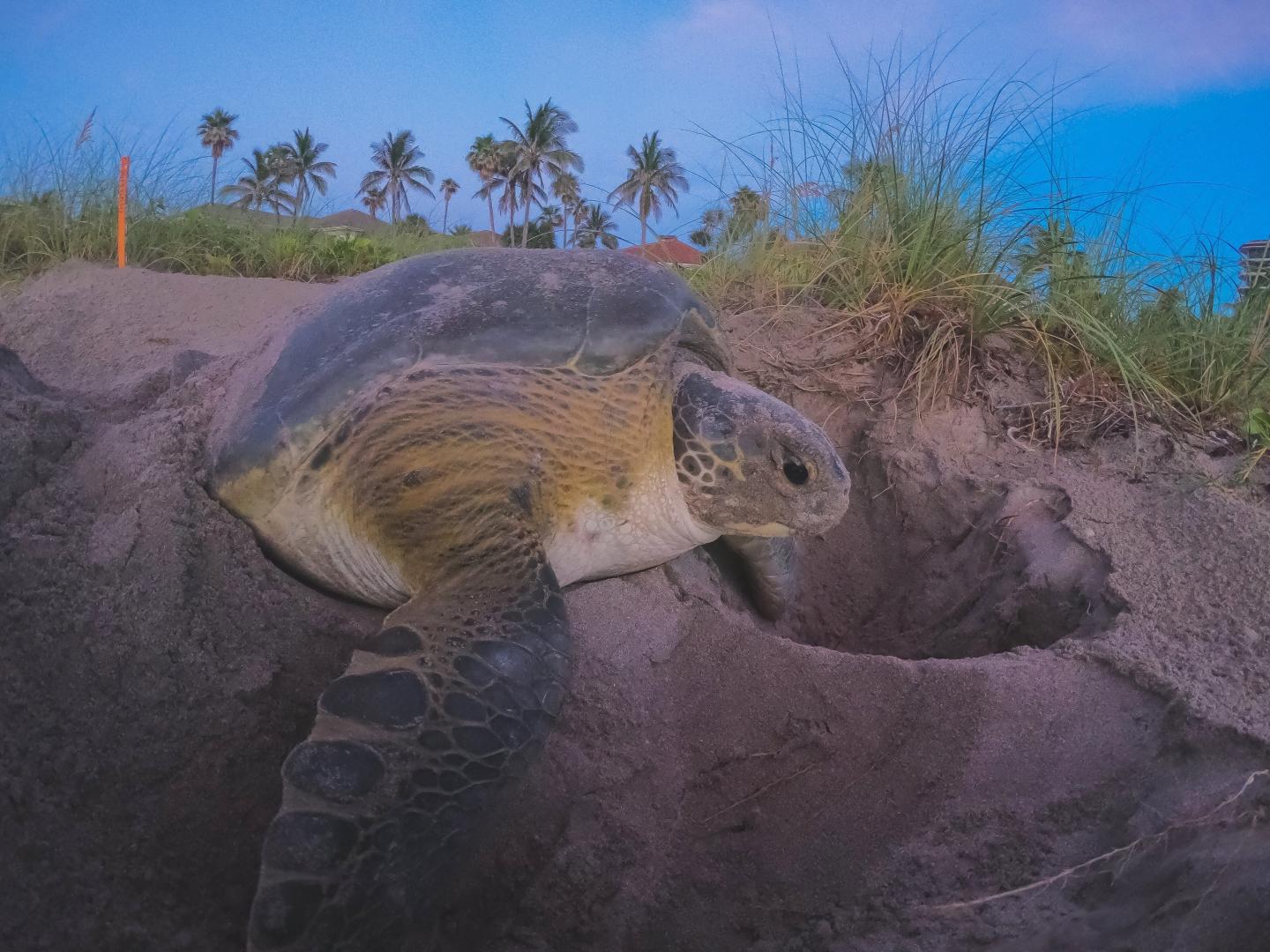 Nesting Sea Turtles in Southeastern Florida