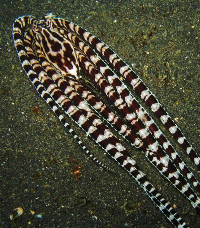 Mimic Octopus Impersonating a Flatfish (1 of 2)