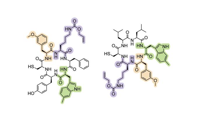 Scripps Research scientists expand the genetic alphabet to create new proteins