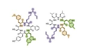 Scripps Research scientists expand the genetic alphabet to create new proteins