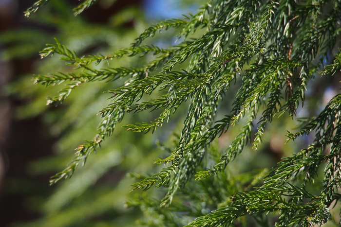 Japanese cedar pollinosis, an extremely common disease