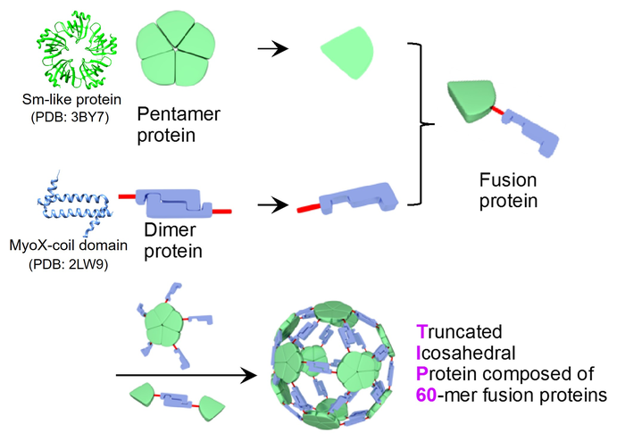 Design and construction of artificial protein nanoparticle TIP60