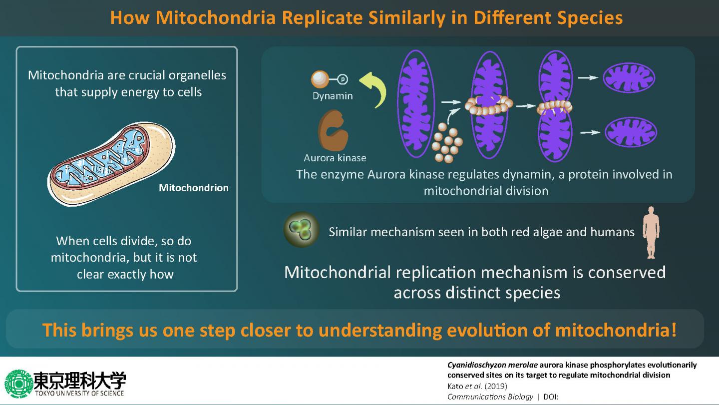 evolution of organelles