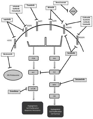 Molecular Genetics and Targeted Therapy in Hepatocellular Carcinoma