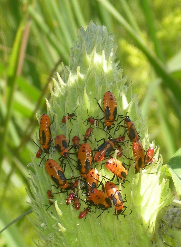 The milkweed bug's orange wings and DNA How EurekAlert!