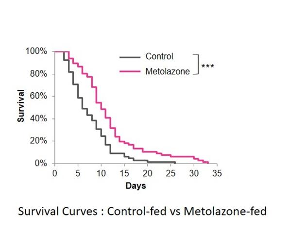 Survival Curves