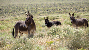 Mojave Burros - Death Valley