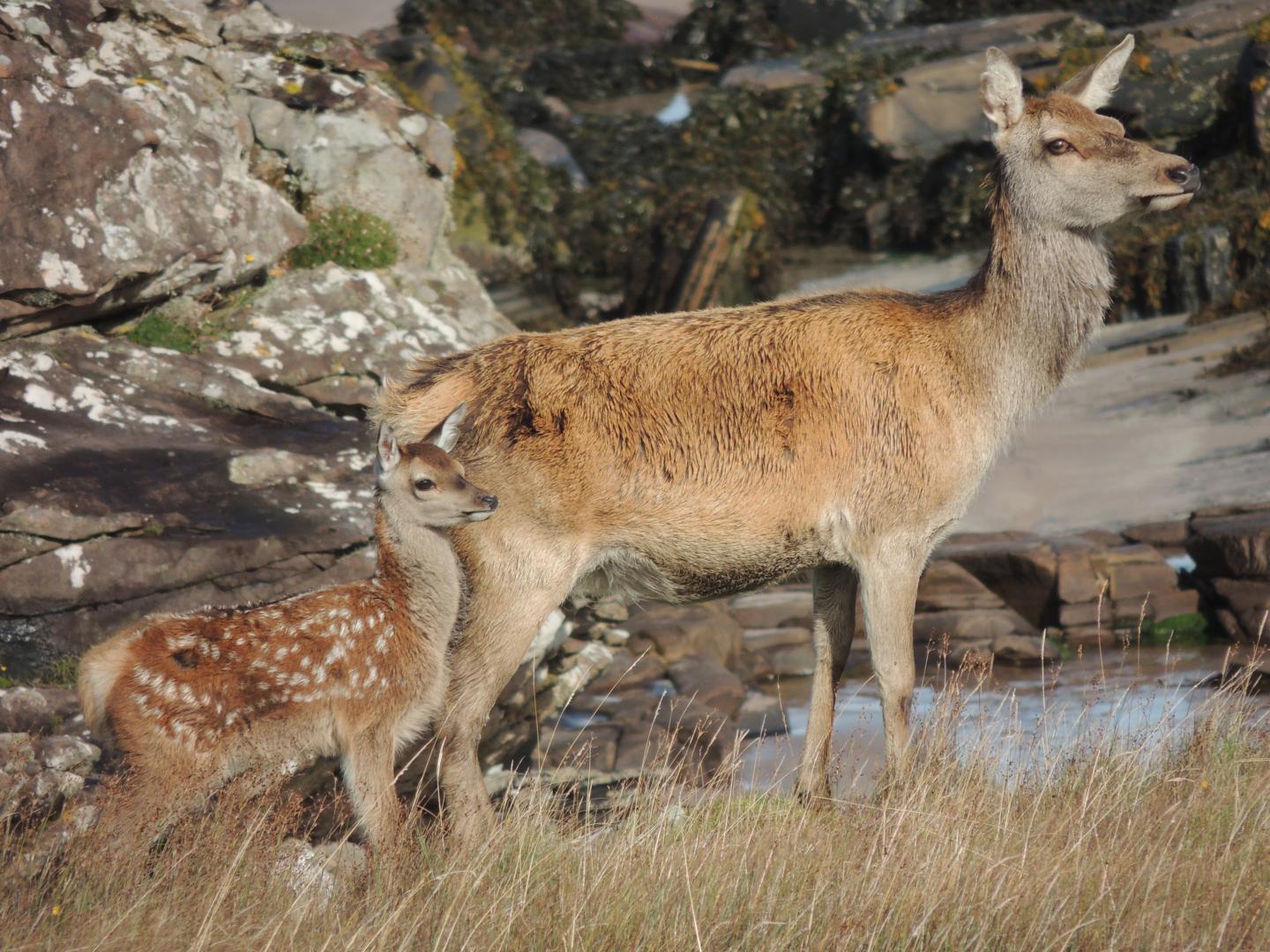 Red Deer Are Evolving to Give Birth Earlier in a Warming Climate