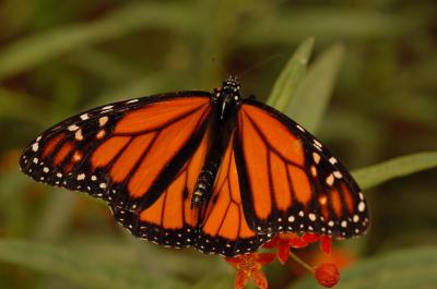 A Monarch Butterly