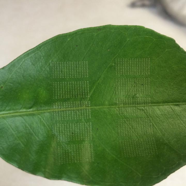 Citrus Leaf with Laser Perforation Pattern