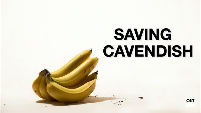 Saving Cavendish