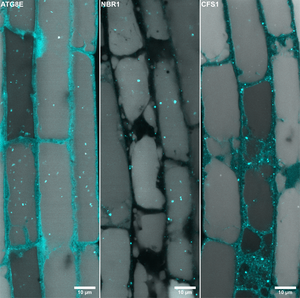 The plant autophagy adaptor CFS1 localizes at the outer autophagosome membrane