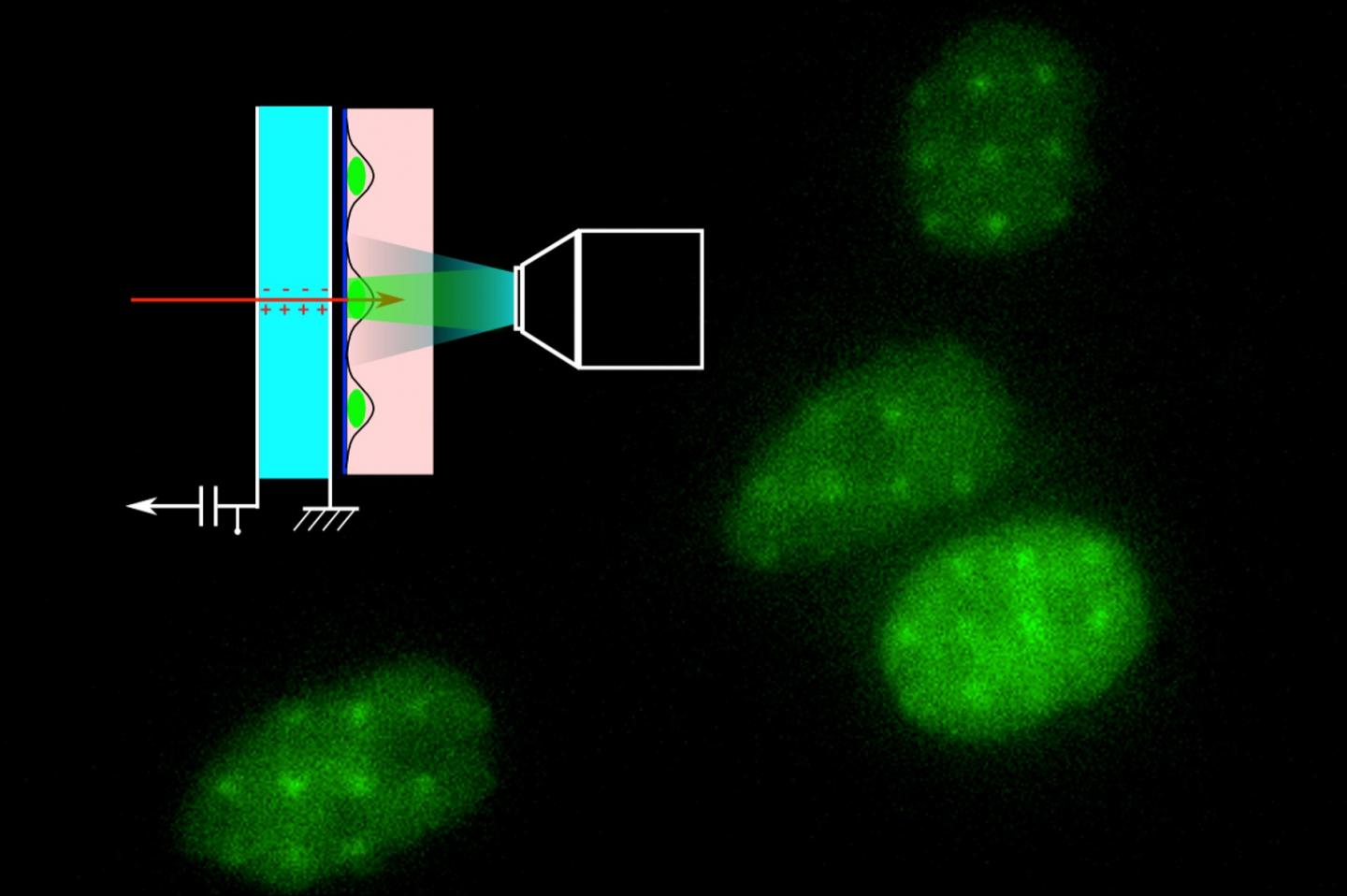 The Ultra-Thin Diamond Membrane Detects Individual Protons as They Pass Through