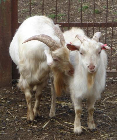 Pair of Goats