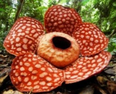 <i>Rafflesia cantleyi</i>
