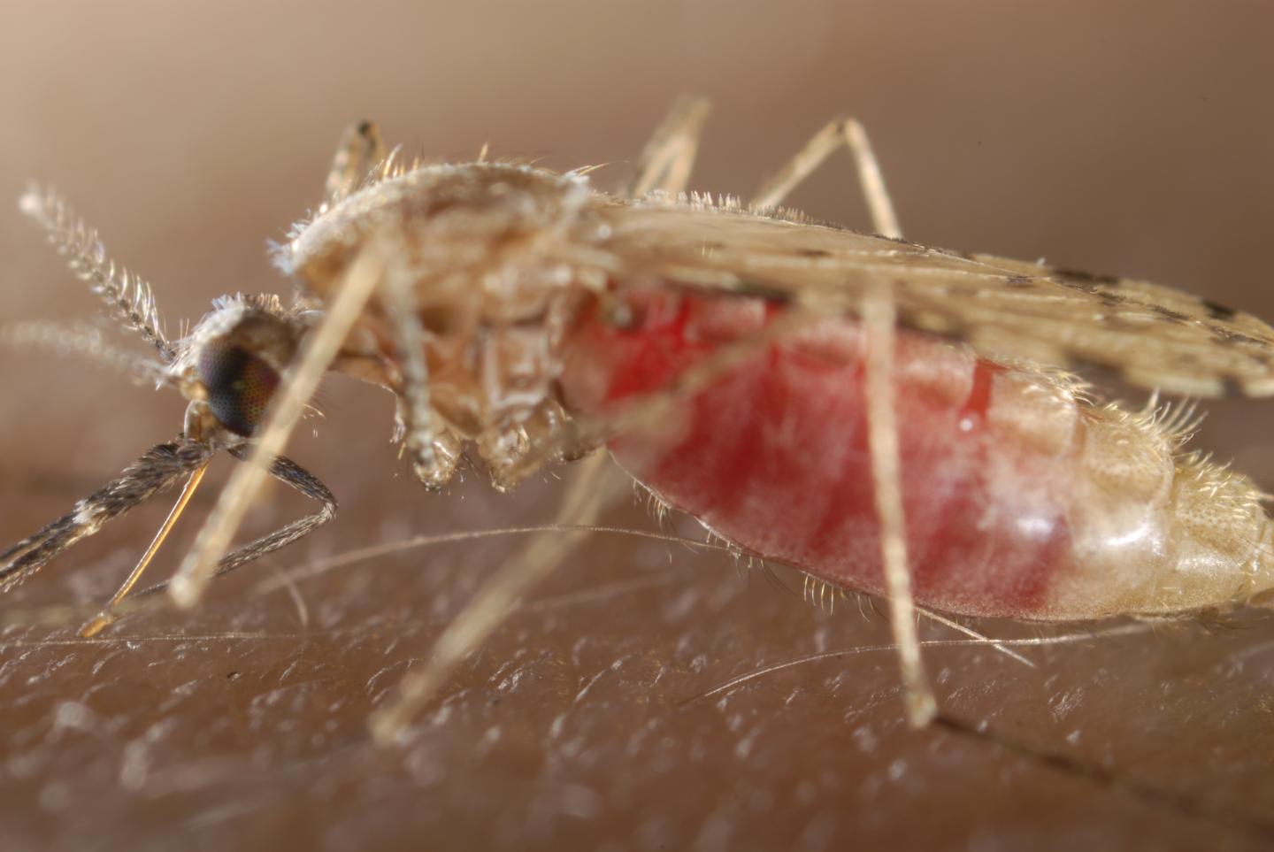 <em>Anopheles stephensi</em> Mosquito Feeding on a Host's Blood