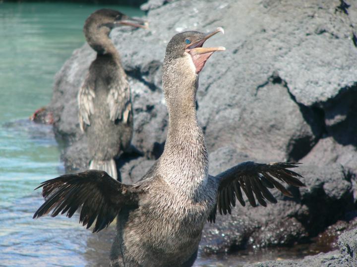 Galapagos Cormorant