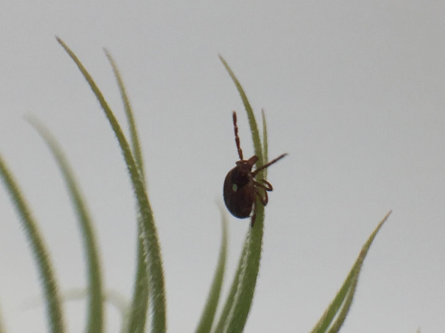 An Adult Female Lone Star Tick Climbs On A Plant