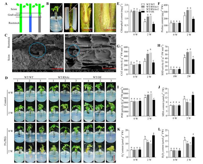 Effect of JrGA20ox1-transformed rootstocks on WT walnut scions.