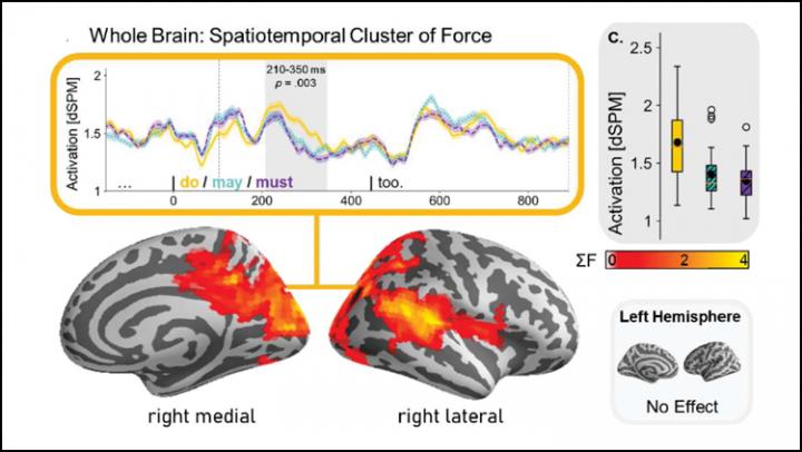 How the Brain Distinguishes Fact from Possibility