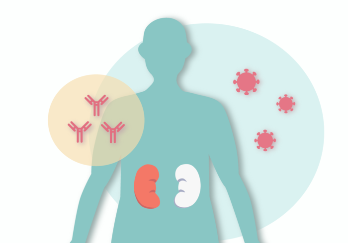 kidney transplant clipart