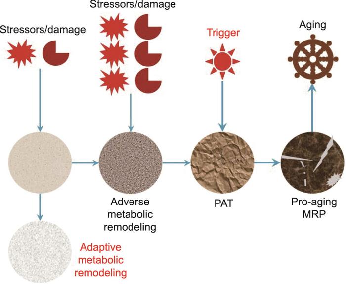 Schematic illustration of the PAMRP theory of aging.