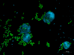 Pseudomonas bacteria are toxic to amoebae