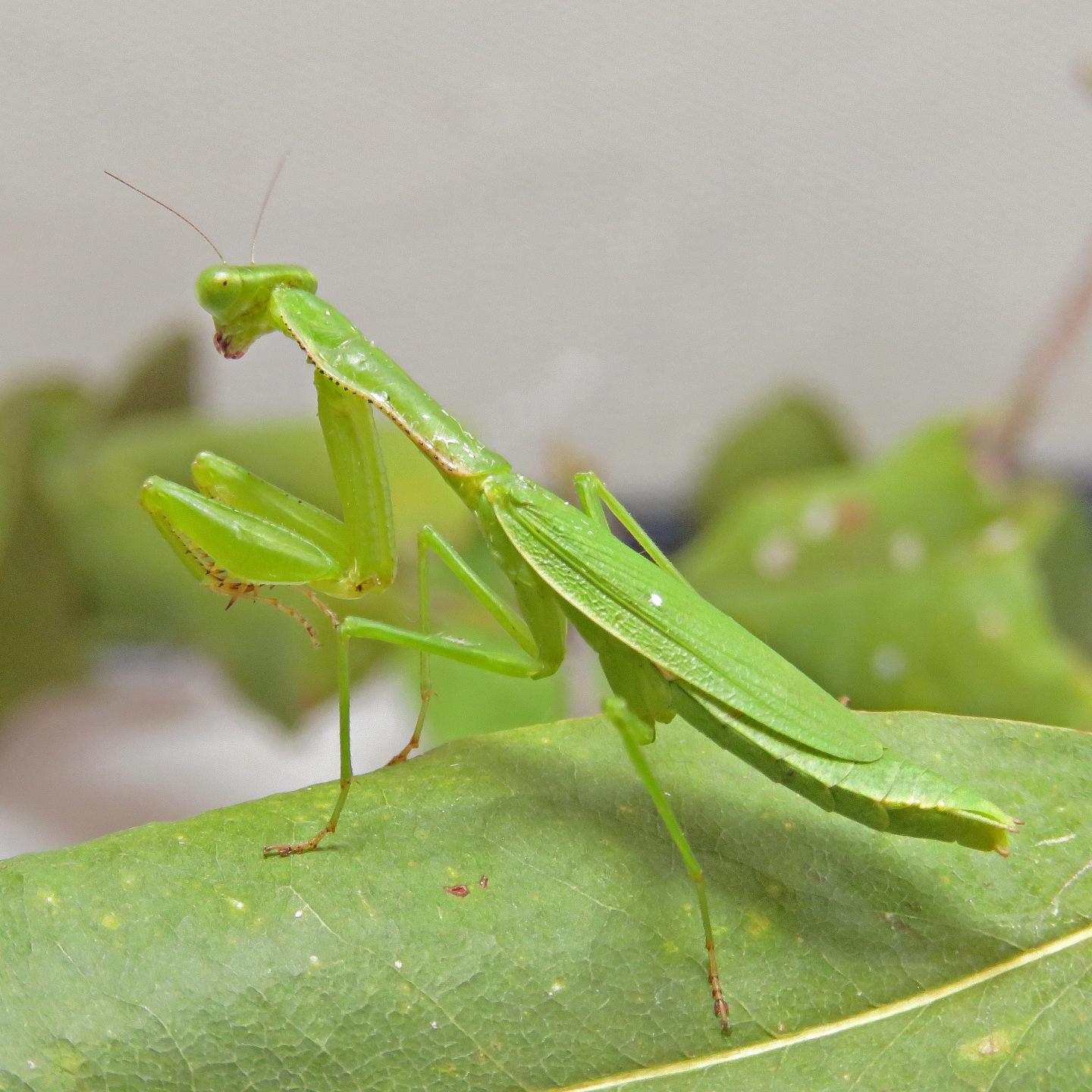 Callimantis Female in the Wild