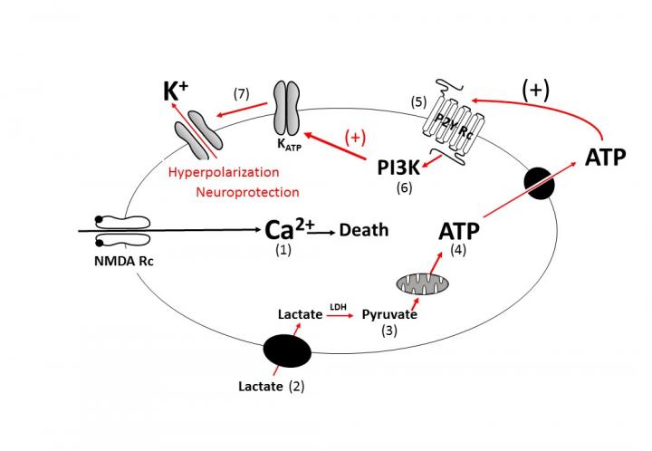 The Neuroprotective Mechanisms of Lactate