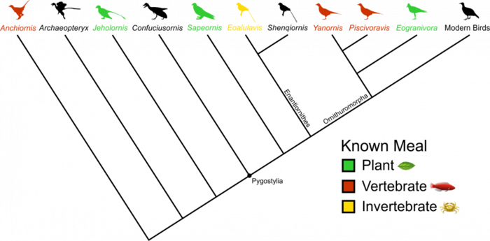 family tree of birds