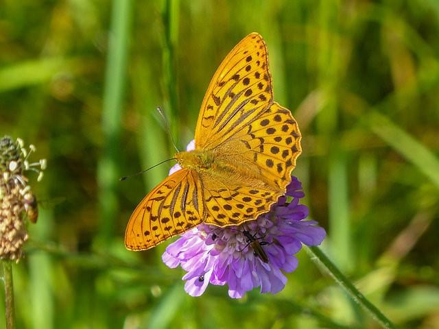 Silver-washed Fritillary