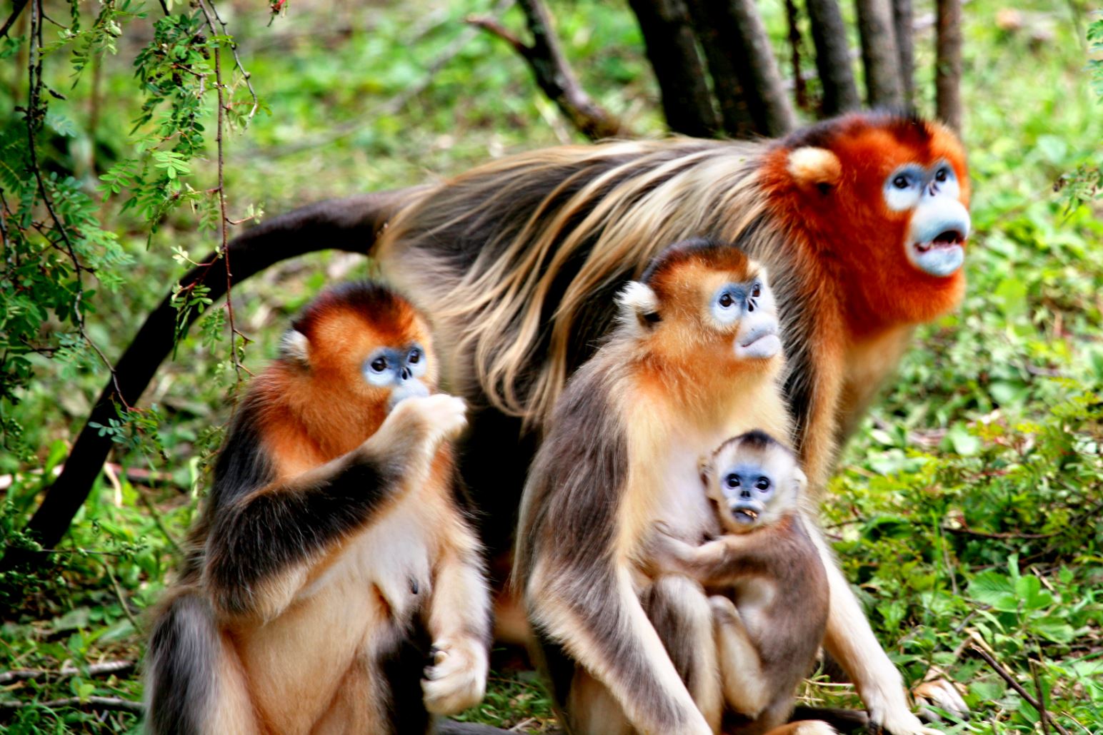 Shennongjia National Nature Reserve protects the largest primary forests remaining in Central China and provides habitat for many rare animal species, including the golden snub-nosed monkey