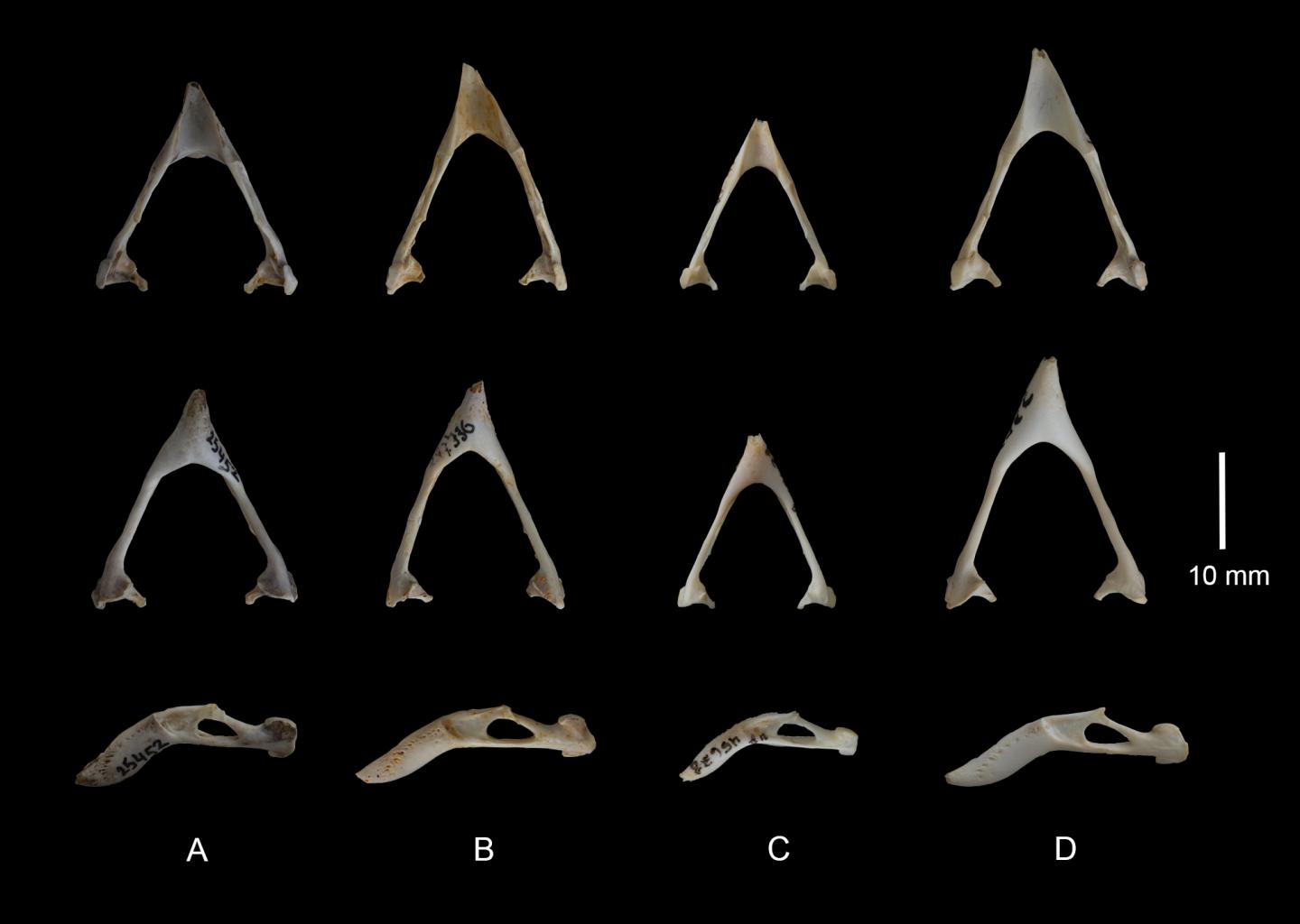 Mandibles of Crossbills