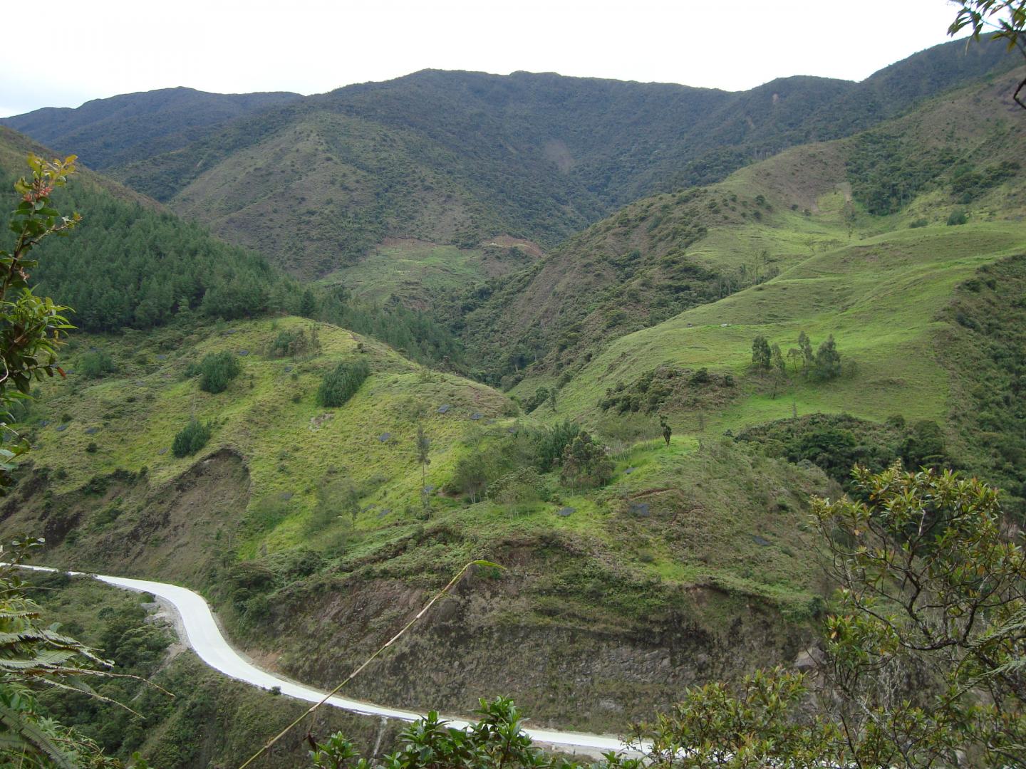 Afforestation with Pines