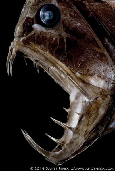 Fangtooth, <i>Anoplogaster cornuta</i>, 750 Meters