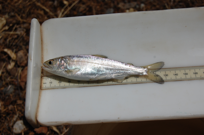 Late-migrating spring Chinook salmon