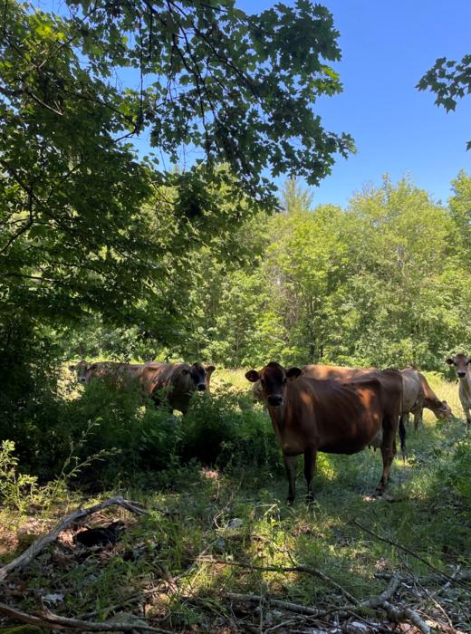 Cows graze in the shade of a silvopasture, an example of agroforestry