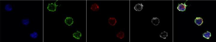 Molecular Culprit behind Virus-Mediated Chronic Inflammation and Cancers Identified