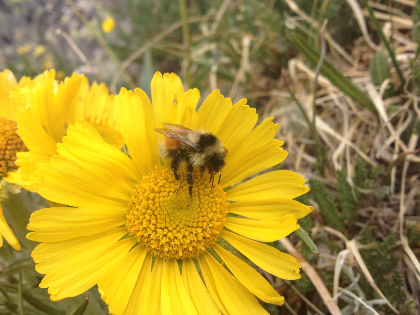 <I>Bombus sylvicola</I>
