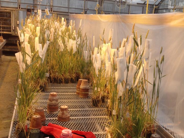 Wheat Greenhouse