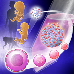 New egg recipe to boost fertility research