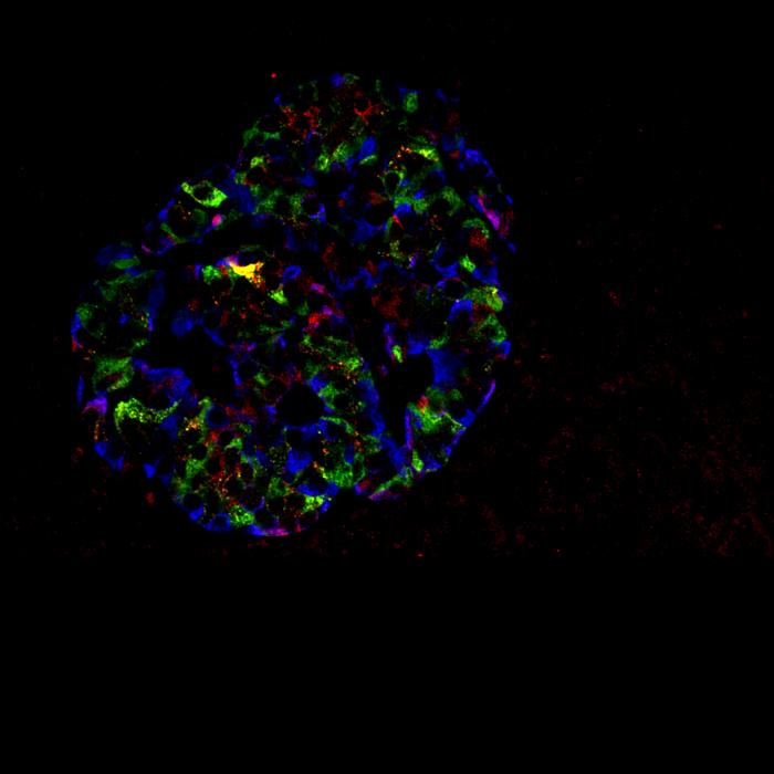 G6PC2 in human islets of Langerhans